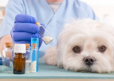 Medicina omeopatica e cura degli animali