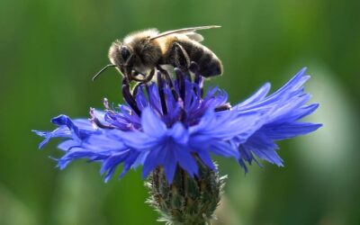 Nel mondo tornano le api: il regalo più bello nel giorno dell’Earth Day