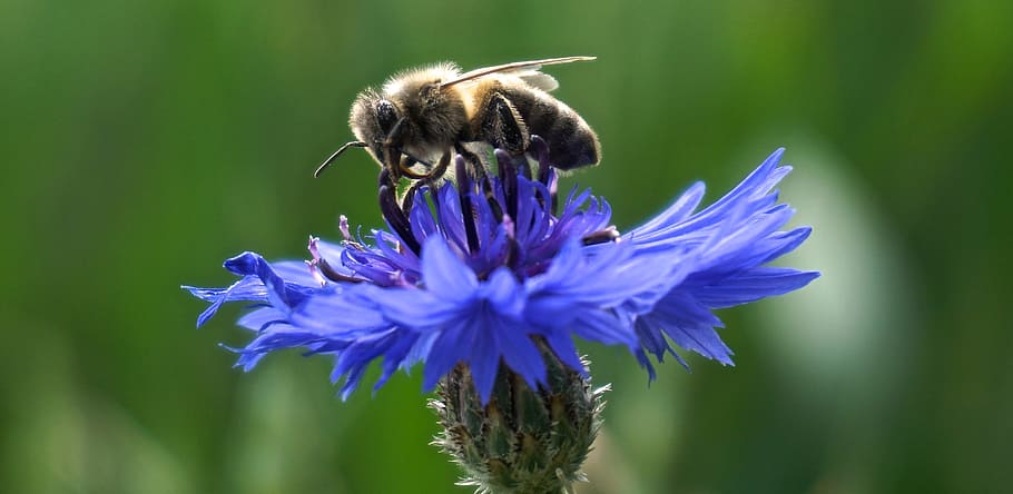 Nel mondo tornano le api: il regalo più bello nel giorno dell’Earth Day