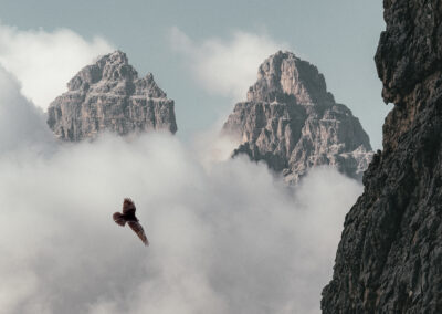L’aquila e la rana