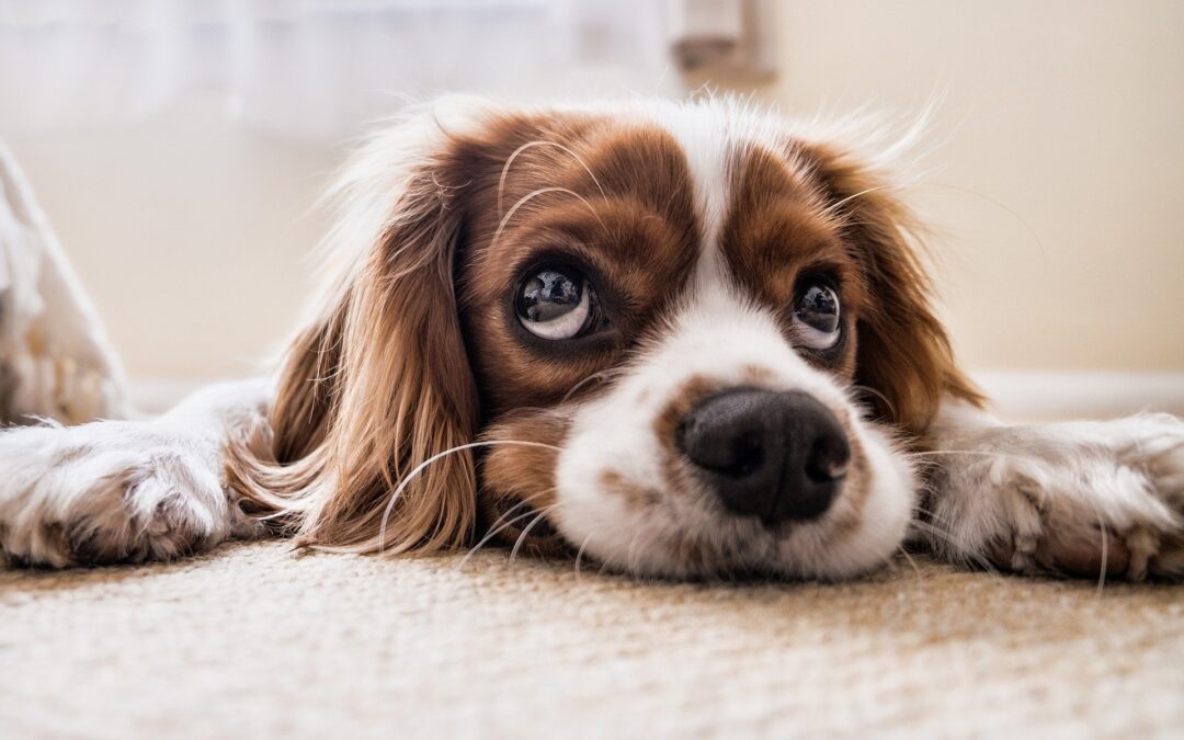 I segnali calmanti nel cane: come comunicano i nostri cani tra loro