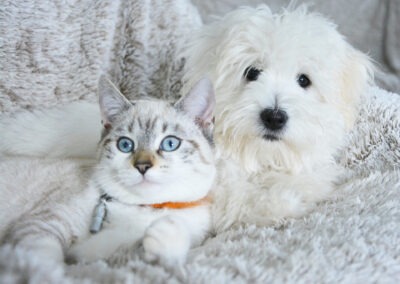 Le patologie respiratorie nel cane e nel gatto