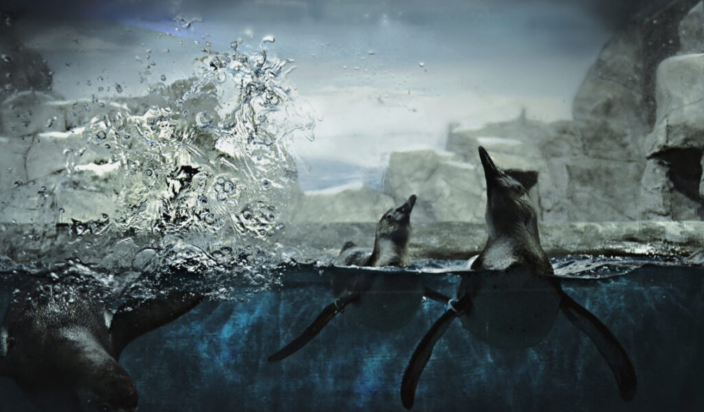 Pinguini e Omeopatia: sarà effetto placebo?