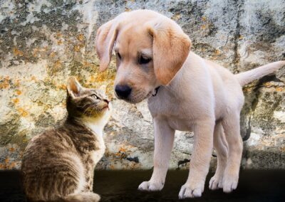 È in arrivo una cucciolata: consigli sulla crescita dei cuccioli e gattini