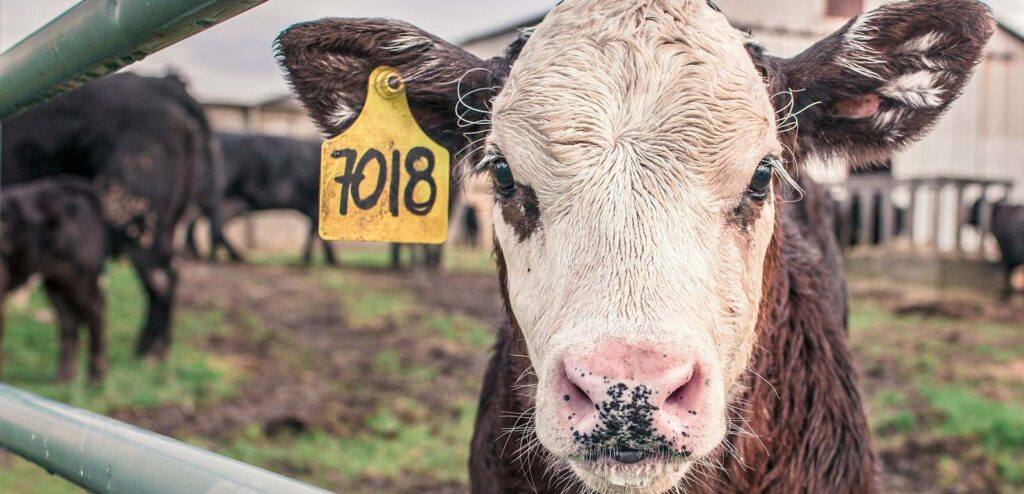 Cura degli animali con la Medicina Non Convenzionale