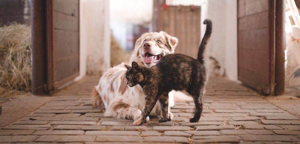 veterinaria e medicine non convenzionali