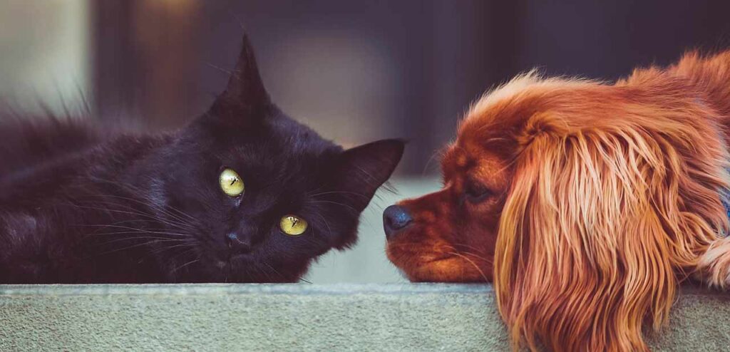 salute-delgi-animali-da-compagnia