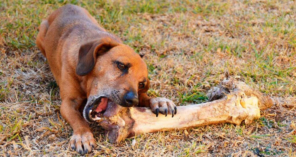 alimentazione-del-cane