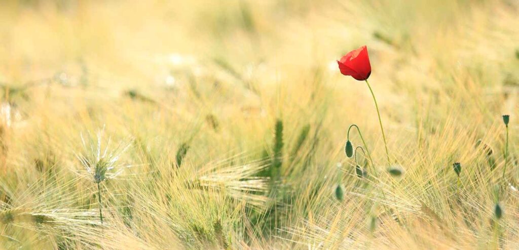 allergie da polline rimedi naturali