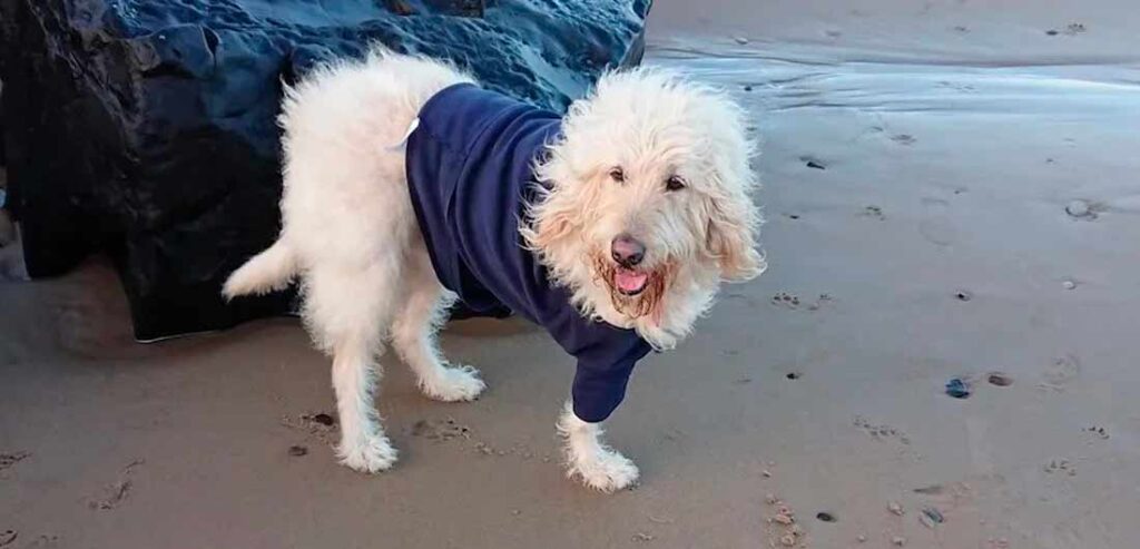 omeopatia veterinaria