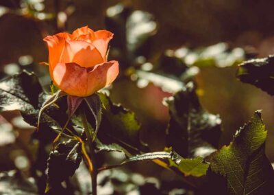 Maggio: mese dedicato alla Madre e alle rose