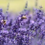L'incidenza delle microplastiche sulla salute delle api