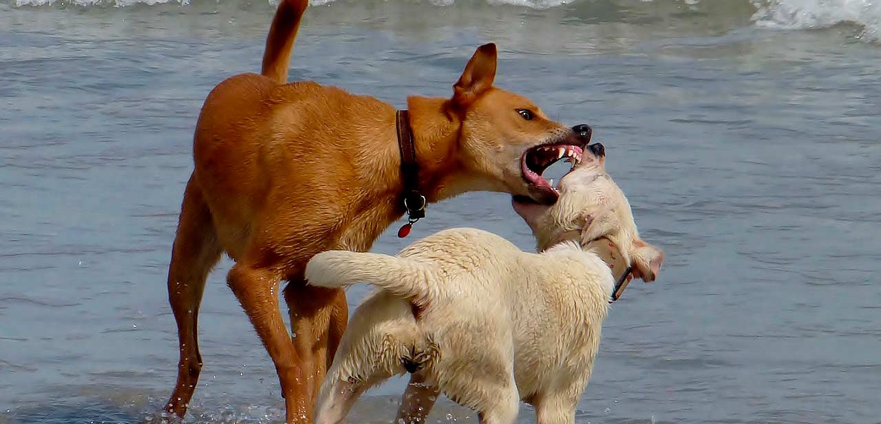 Se il cane è aggressivo c’è un motivo:  10 tipi di aggressività