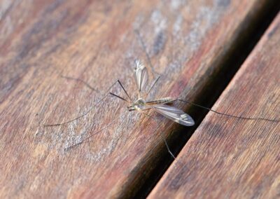 Il Ledum palustre: un rimedio naturale per le zanzare