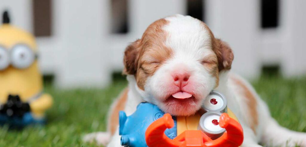 Ascridi-nel-cane-e-nel-gatto