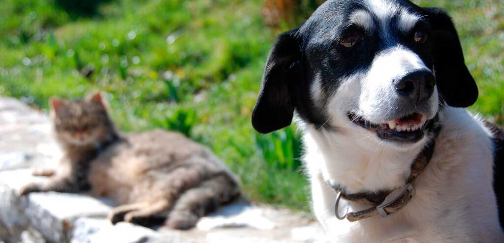 incontinenza-del-cane-e-del-gatto