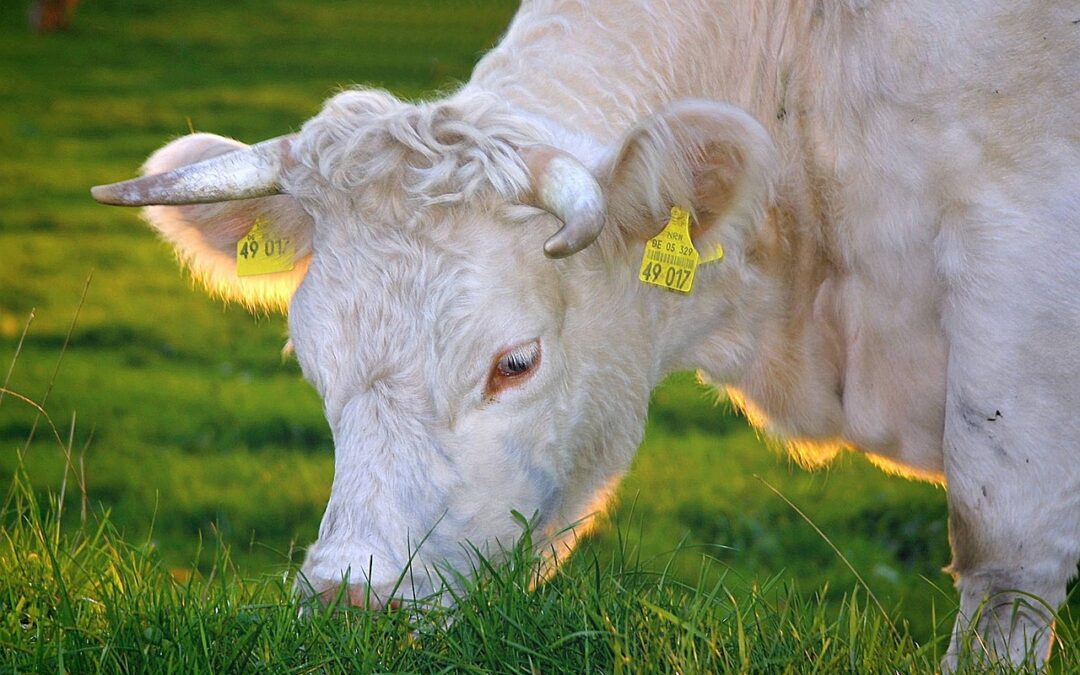 Omeopatia e parassiti del bestiame: due studi