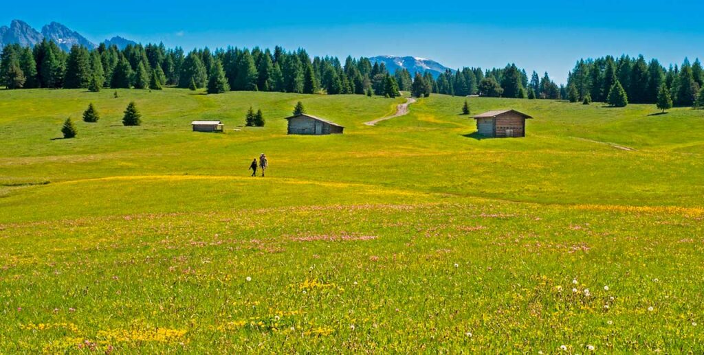 Hyosciamus-niger-e-il-suo-cammino
