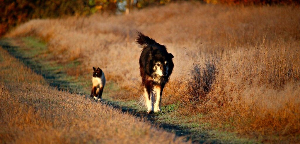 cani-e-gatti-in-casa