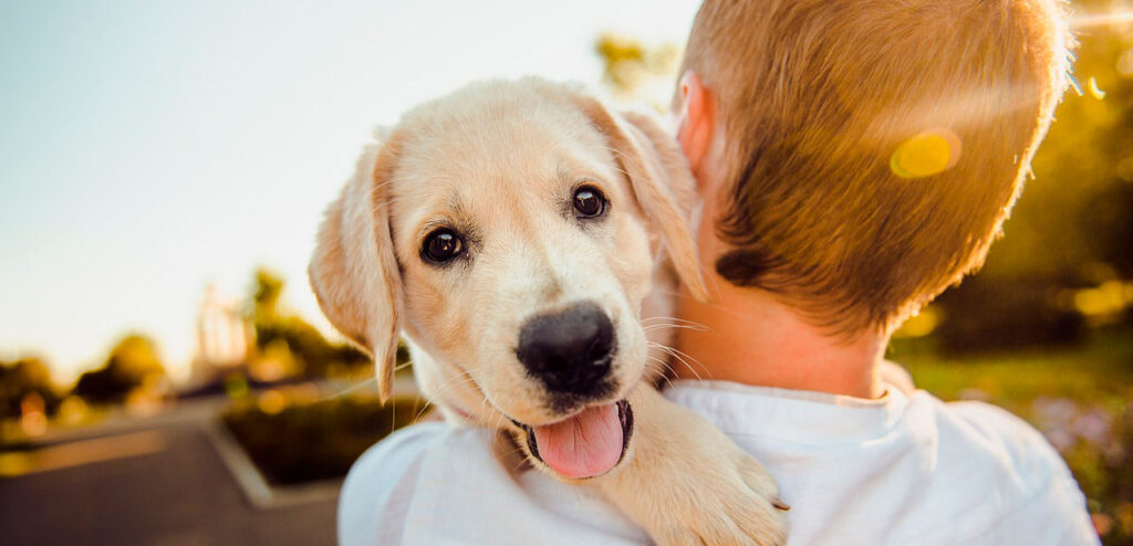 leishmaniosi-del-cane