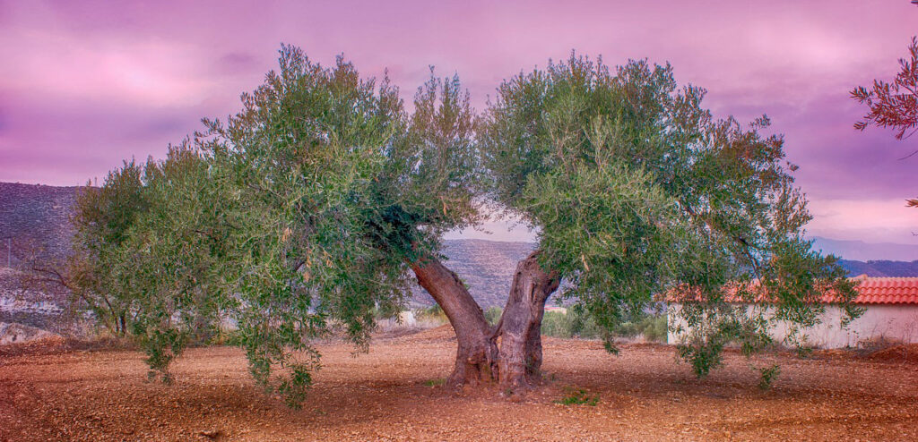 albero-olivo