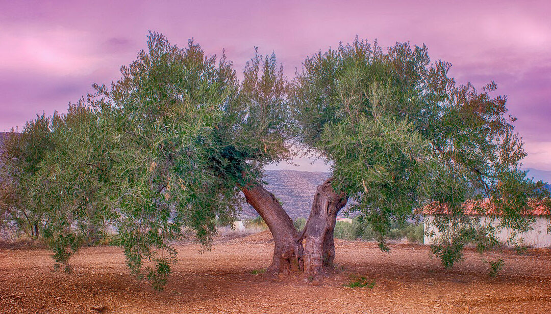 L’olivo e gli alberi sacri