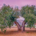 albero-olivo