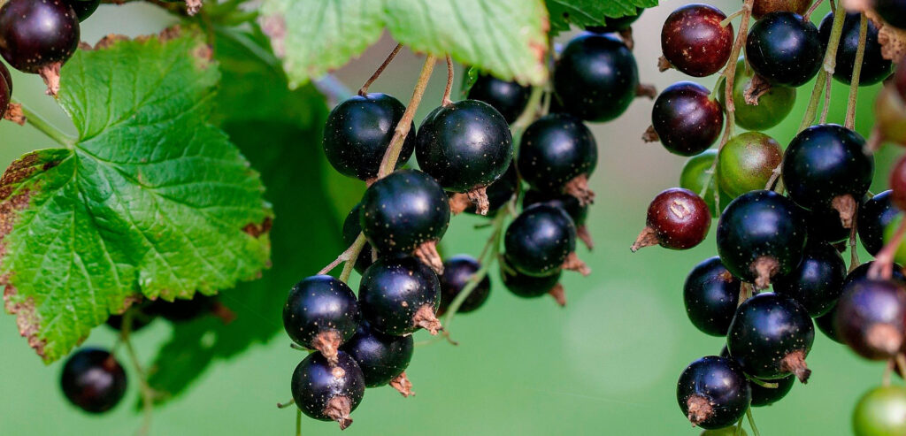 ribes-negrum