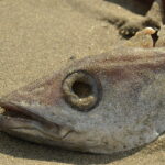 L'inquinamento prodotto dai farmaci allopatici