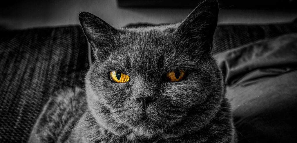 gengivostomatite-fellina