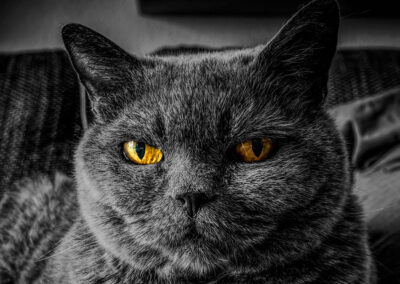 Micia ha la bocca infiammata: la gengivostomatite felina