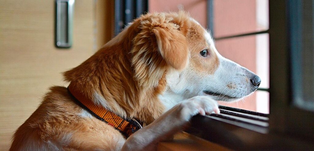 Ansia-da-separazione-nel-cane
