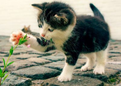 Le piante tossiche per il gatto