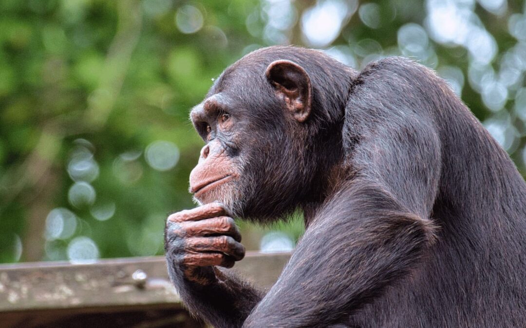 Impariamo dagli scimpanzé i segreti di una vita sana