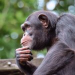 scimpanzé i segreti di una vita sana