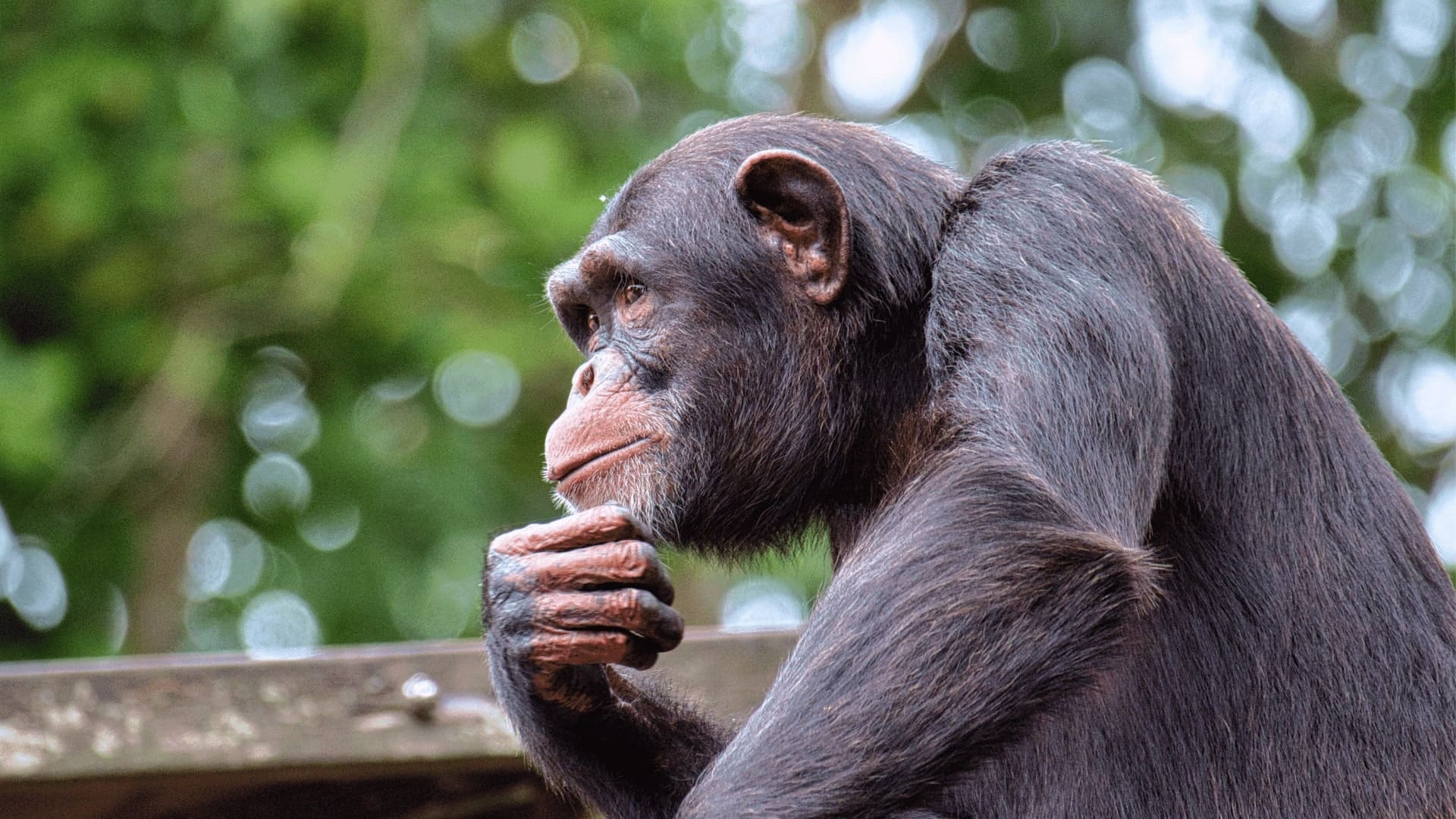 Impariamo dagli scimpanzé i segreti di una vita sana