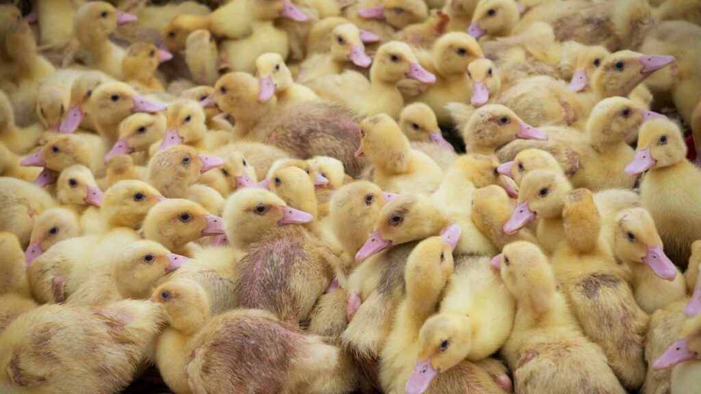 L'UE salva gli allevamenti intensivi