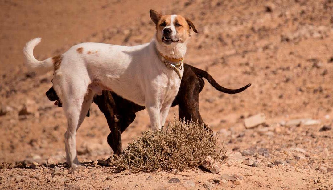 Ustioni e scottature nel cane e nel gatto