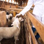 L'agro-omeopatia migliora salute e produttività del bestiame