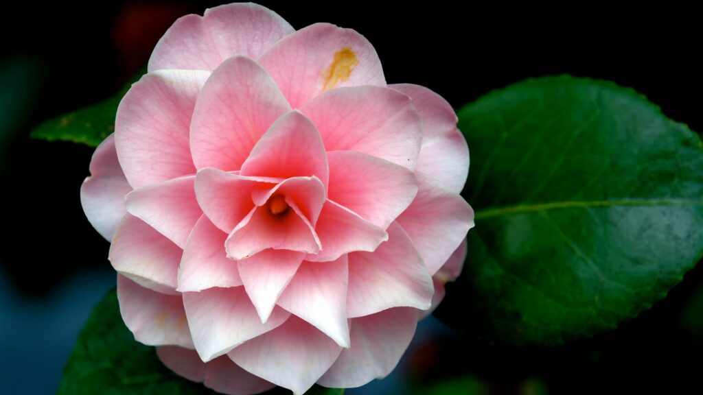 I frattali e il benessere psico-fisico