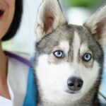 Medicina omeopatica veterinaria: crescita delle cure alternative naturali