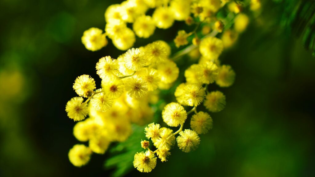 Le mimose son già fiorite, e non è un bene