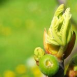 Gemmoterapia veterinaria nel cane e nel gatto