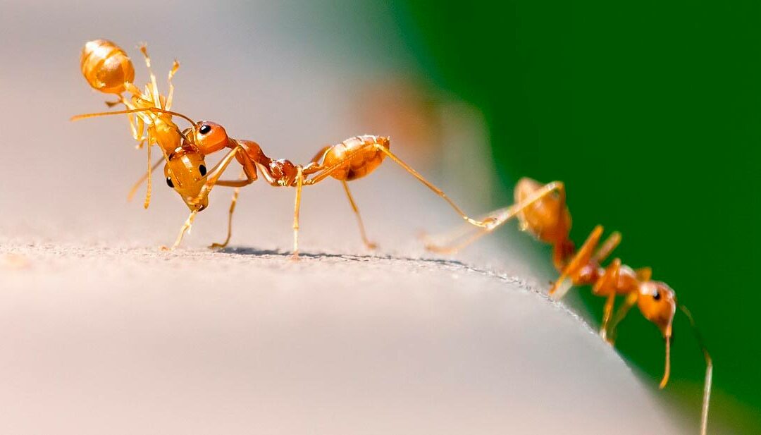 Geopolitica delle formiche?