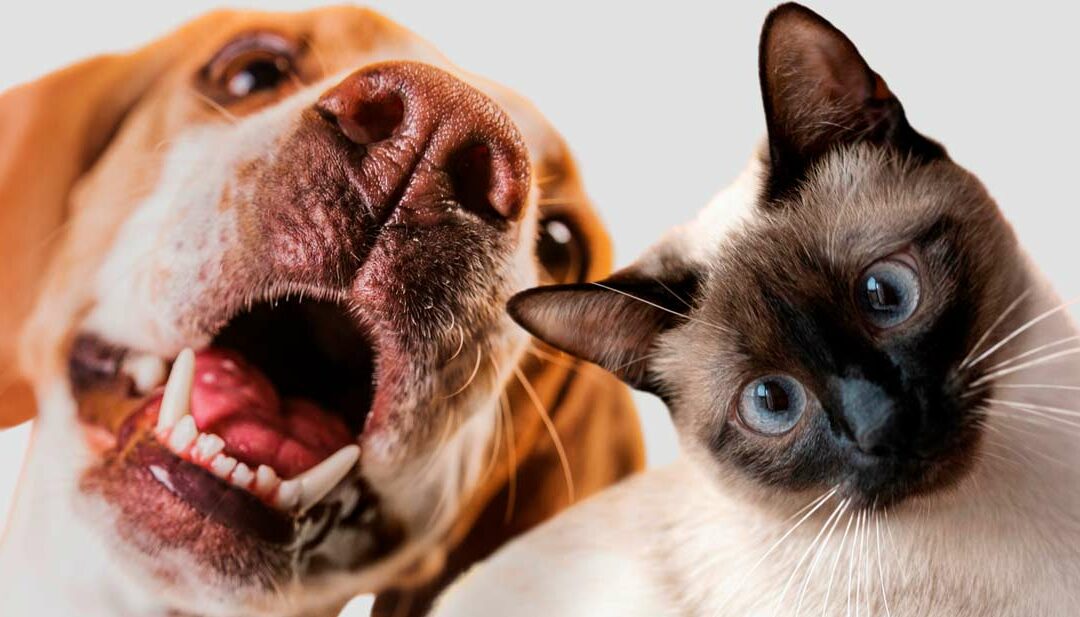 Vaccinazione di cani e gatti: le nuove linee guida WSAVA 