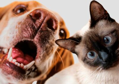 Vaccinazione di cani e gatti: le nuove linee guida WSAVA 
