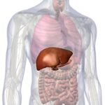 Come curare il fegato grasso con l'Omeopatia