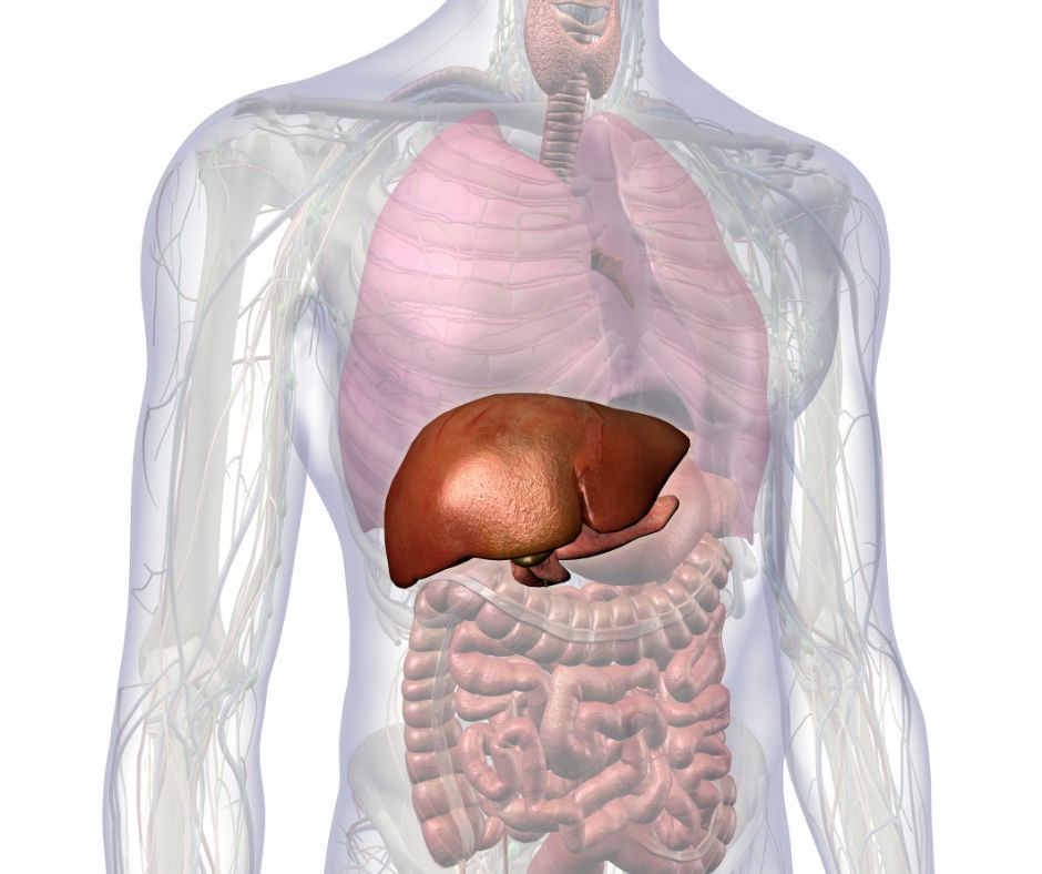 Come curare il fegato grasso con l'Omeopatia