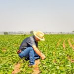 Agro-Omeopatia: l'Irlanda ospita la prima conferenza "Beyond Chemicals"