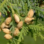 Thuja occidentalis: nuove conferme scientifiche sul potenziale omeopatico